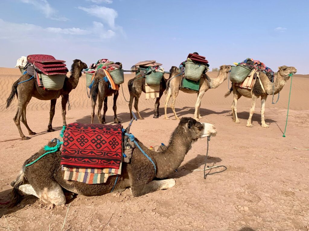 Camel Ride from desert